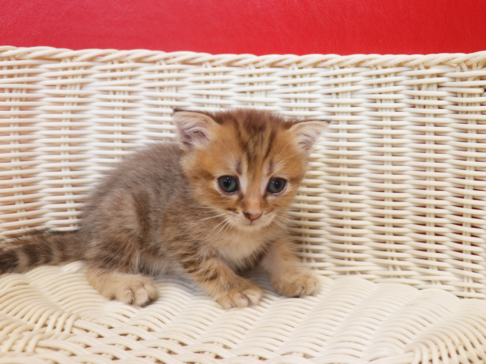 スコティッシュフォールドの子猫画像