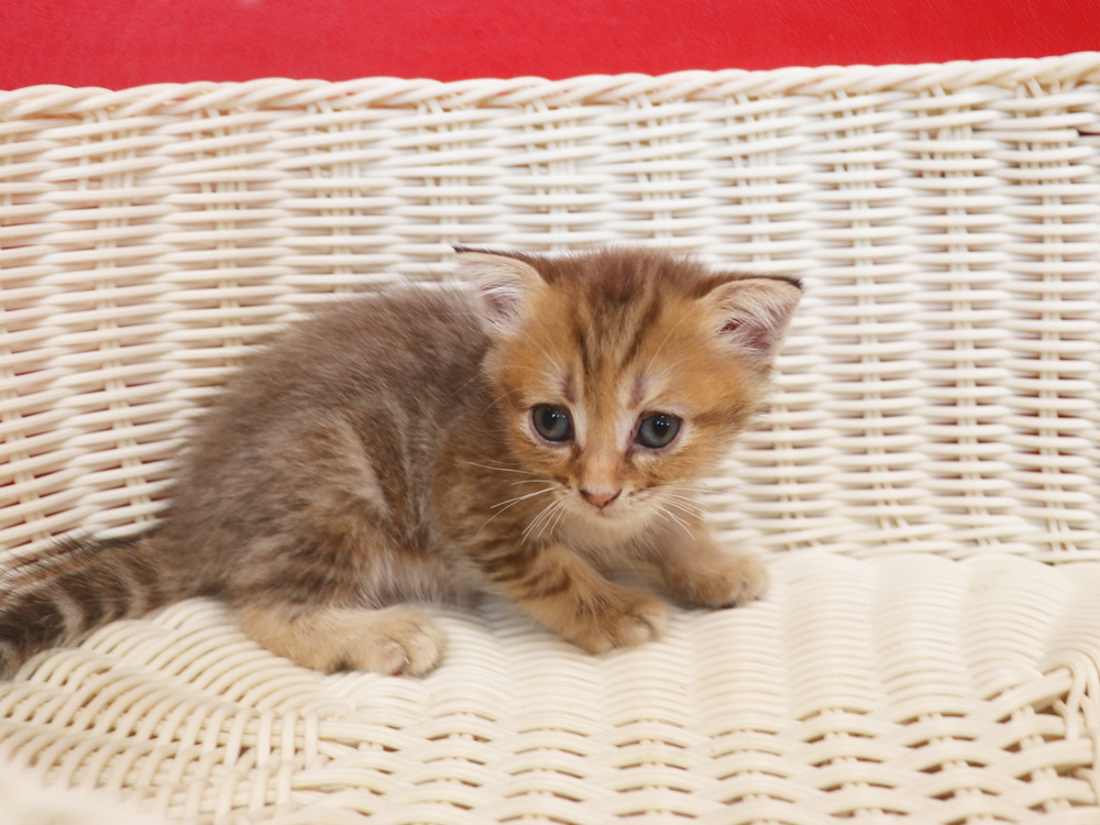 スコティッシュフォールドの子猫画像