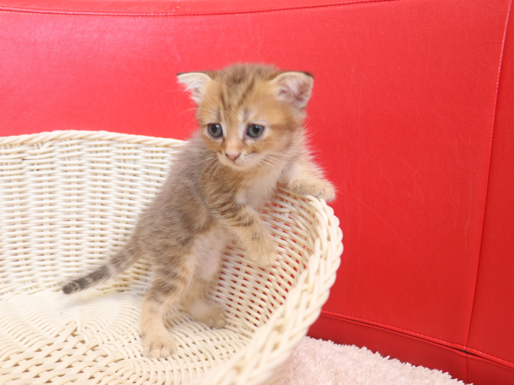 スコティッシュフォールドの子猫画像