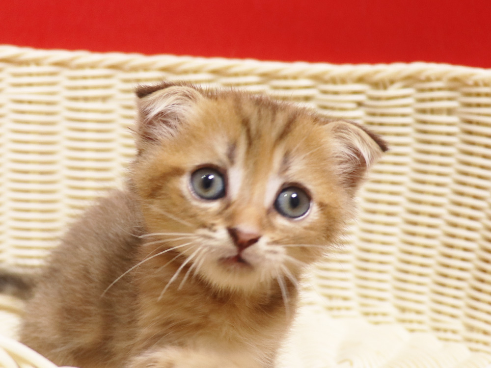 スコティッシュフォールドの子猫画像