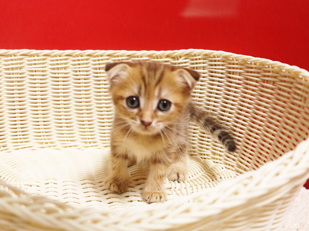 スコティッシュフォールドの子猫画像