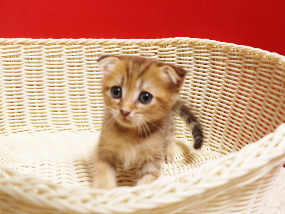 スコティッシュフォールドの子猫画像