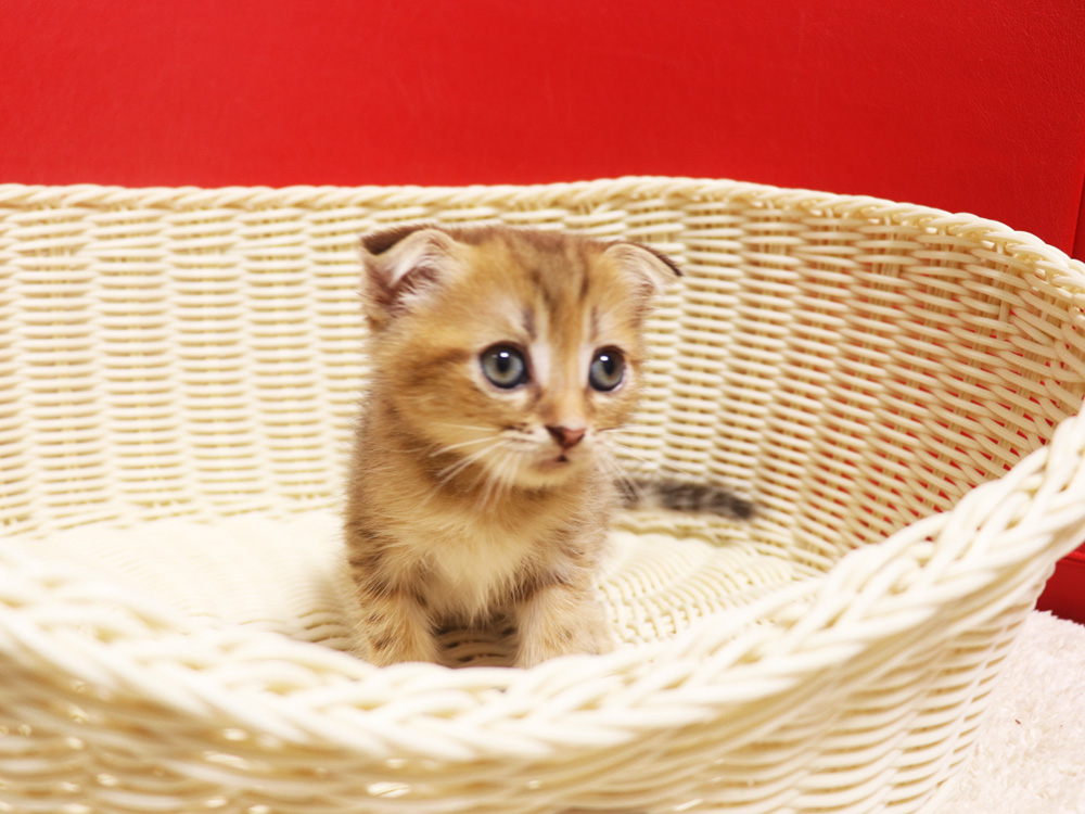 スコティッシュフォールドの子猫画像