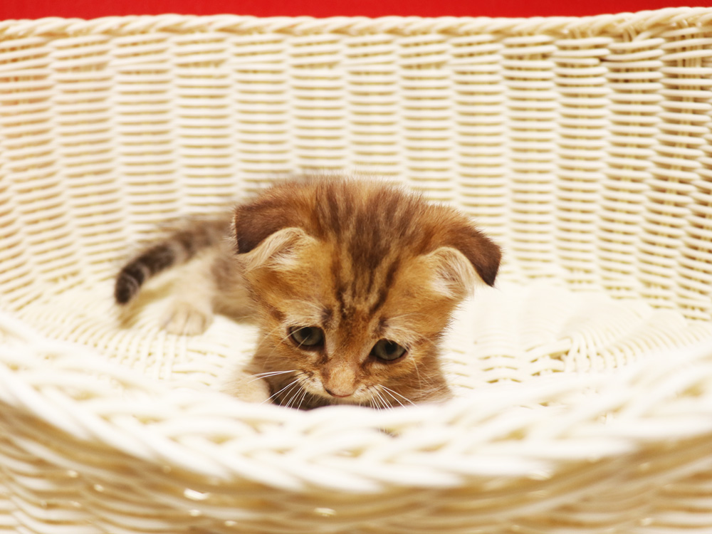 スコティッシュフォールドの子猫画像