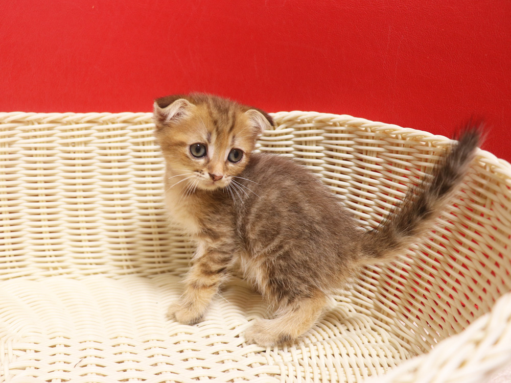 スコティッシュフォールドの子猫画像