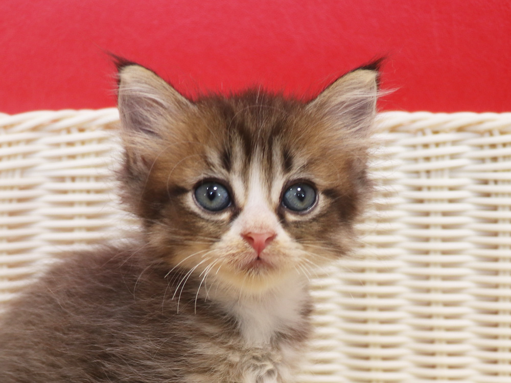 スコティッシュフォールドの子猫画像