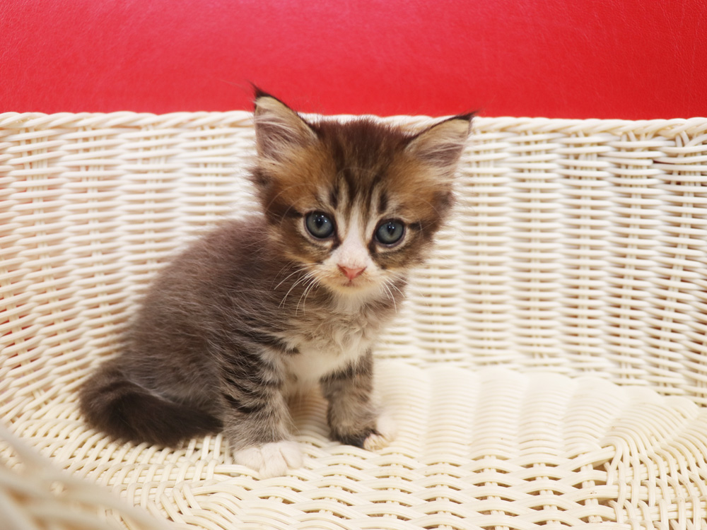 スコティッシュフォールドの子猫画像