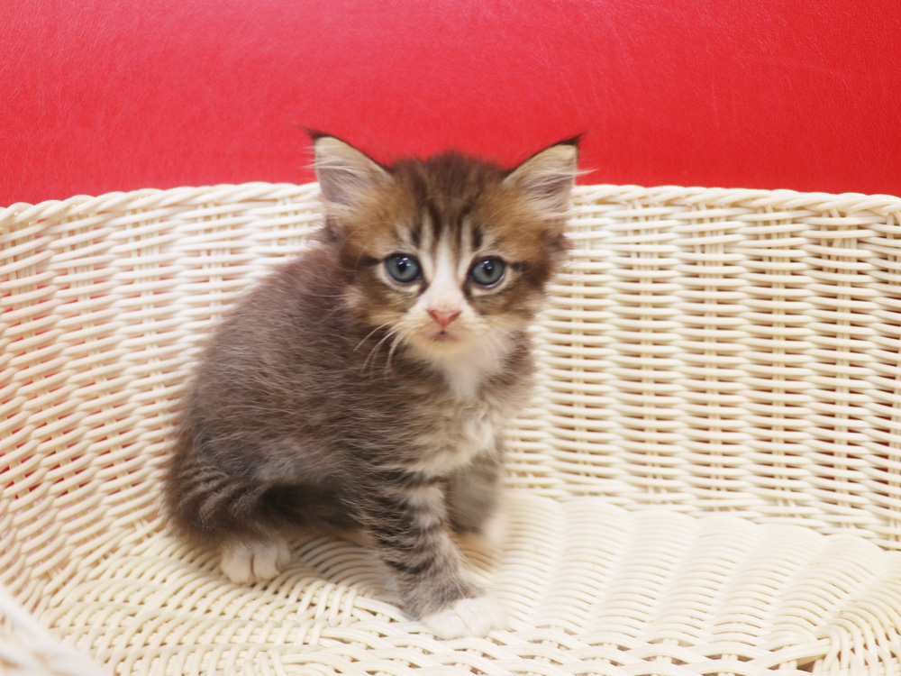 スコティッシュフォールドの子猫画像