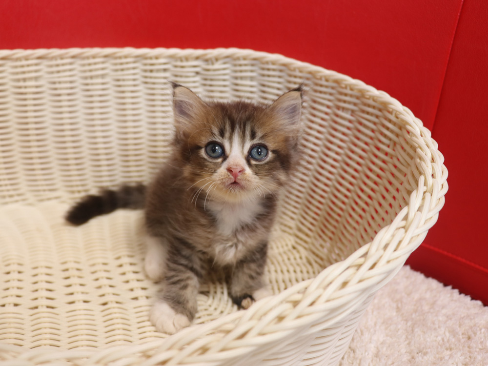 スコティッシュフォールドの子猫画像