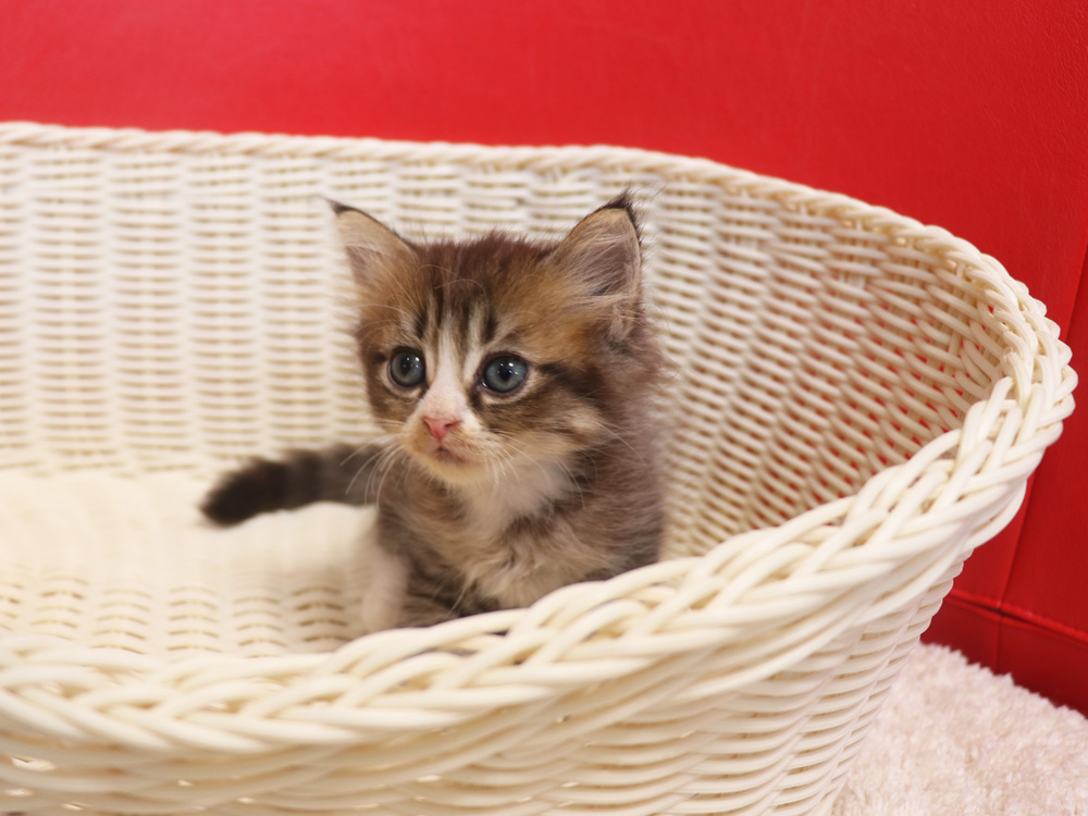 スコティッシュフォールドの子猫画像