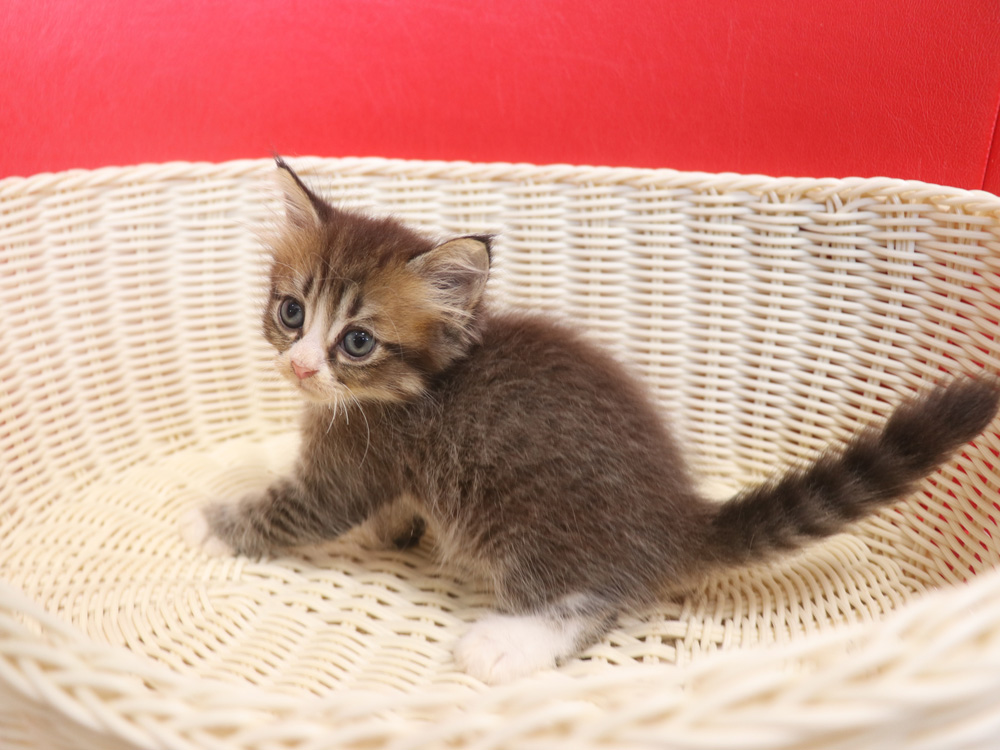 スコティッシュフォールドの子猫画像
