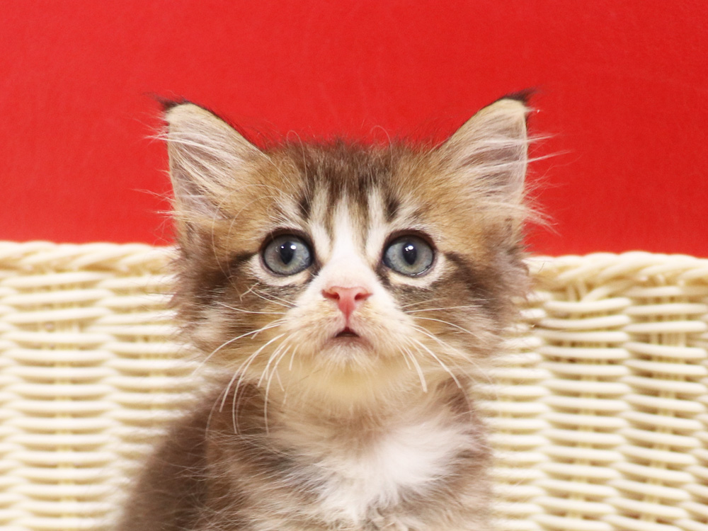 スコティッシュフォールドの子猫画像