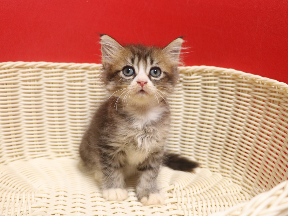 スコティッシュフォールドの子猫画像