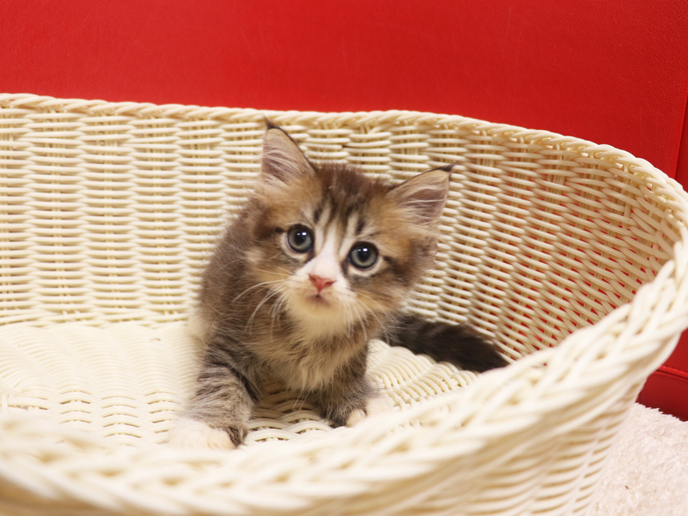 スコティッシュフォールドの子猫画像