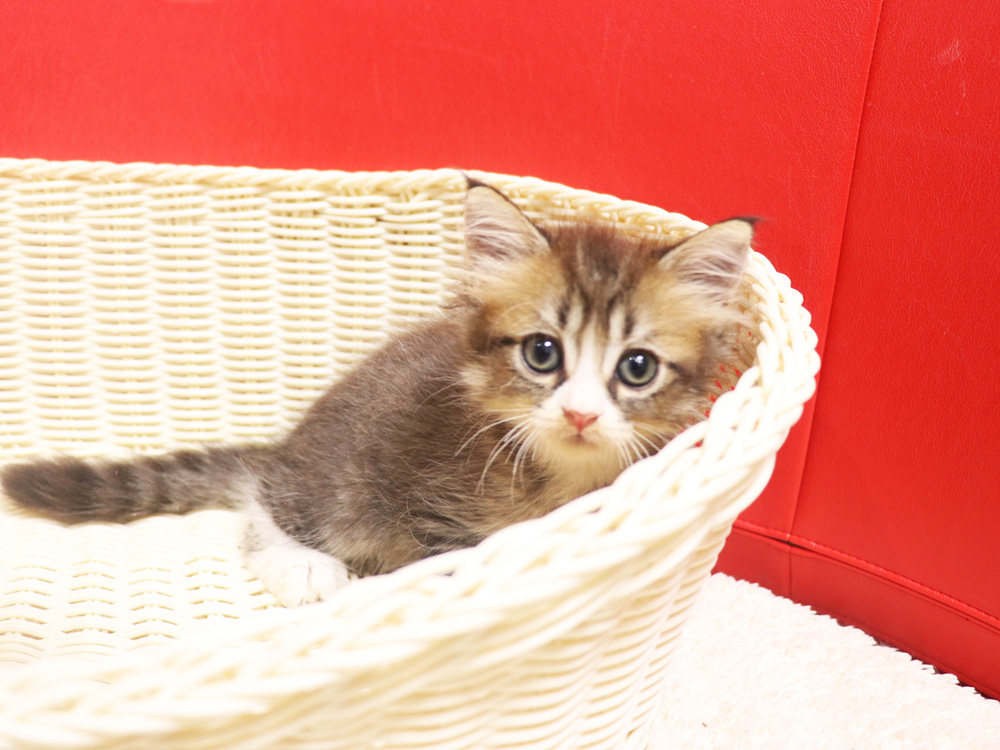 スコティッシュフォールドの子猫画像