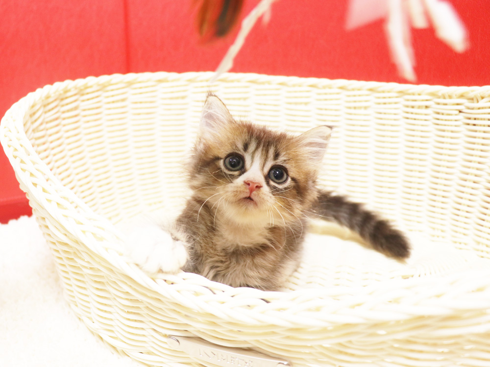 スコティッシュフォールドの子猫画像