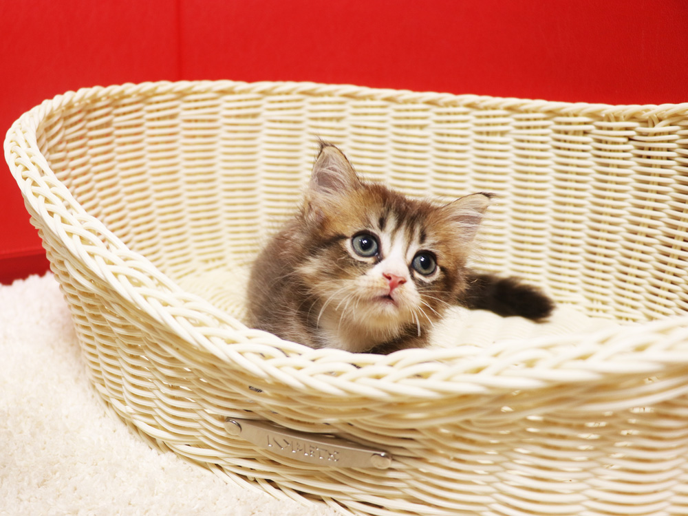 スコティッシュフォールドの子猫画像