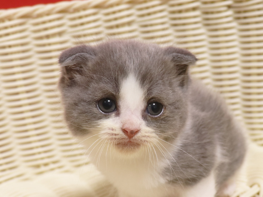 スコティッシュフォールドの子猫画像