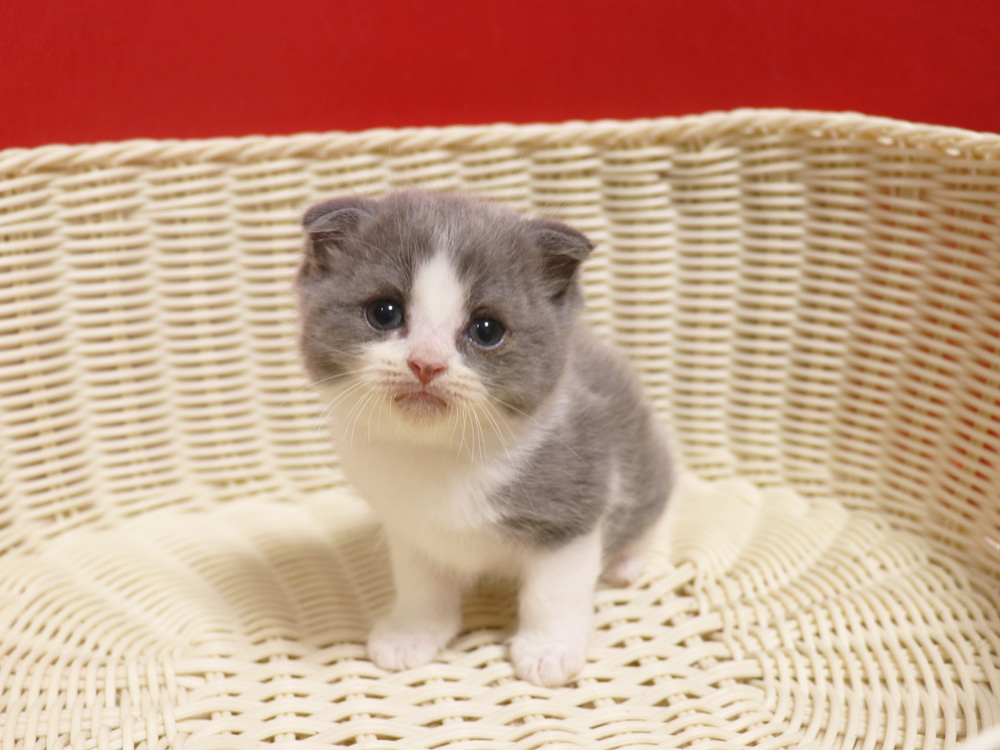 スコティッシュフォールドの子猫画像