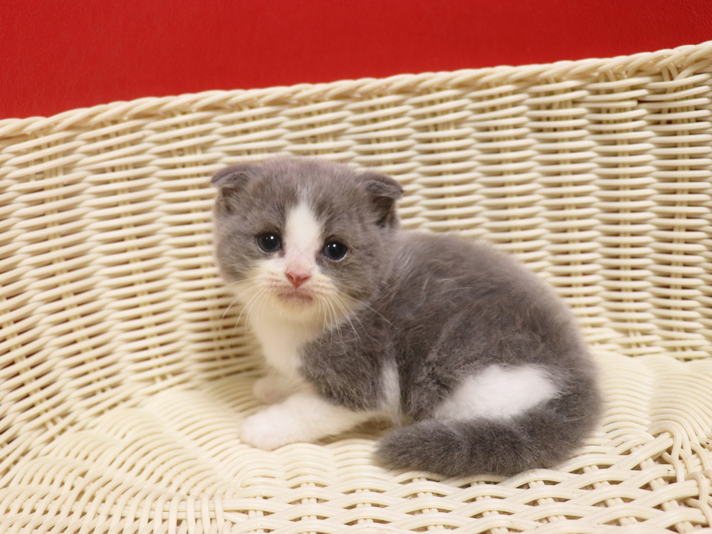 スコティッシュフォールドの子猫画像