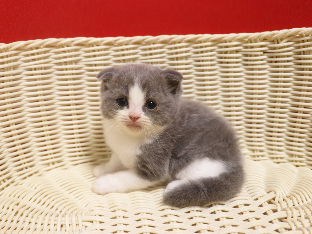 スコティッシュフォールドの子猫画像