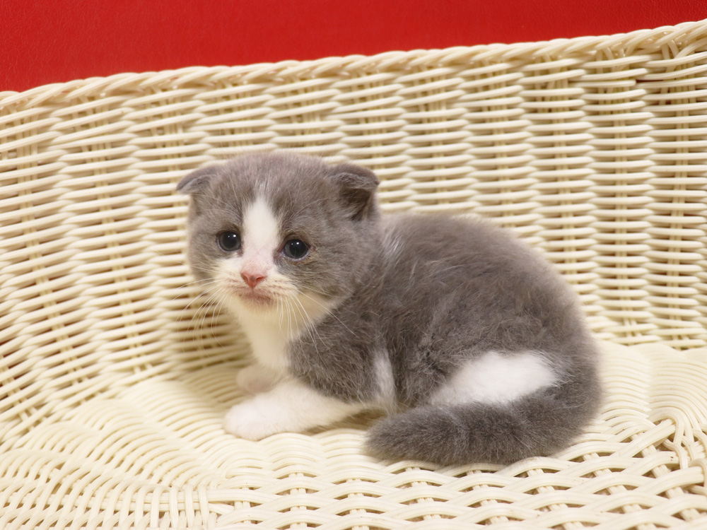スコティッシュフォールドの子猫画像