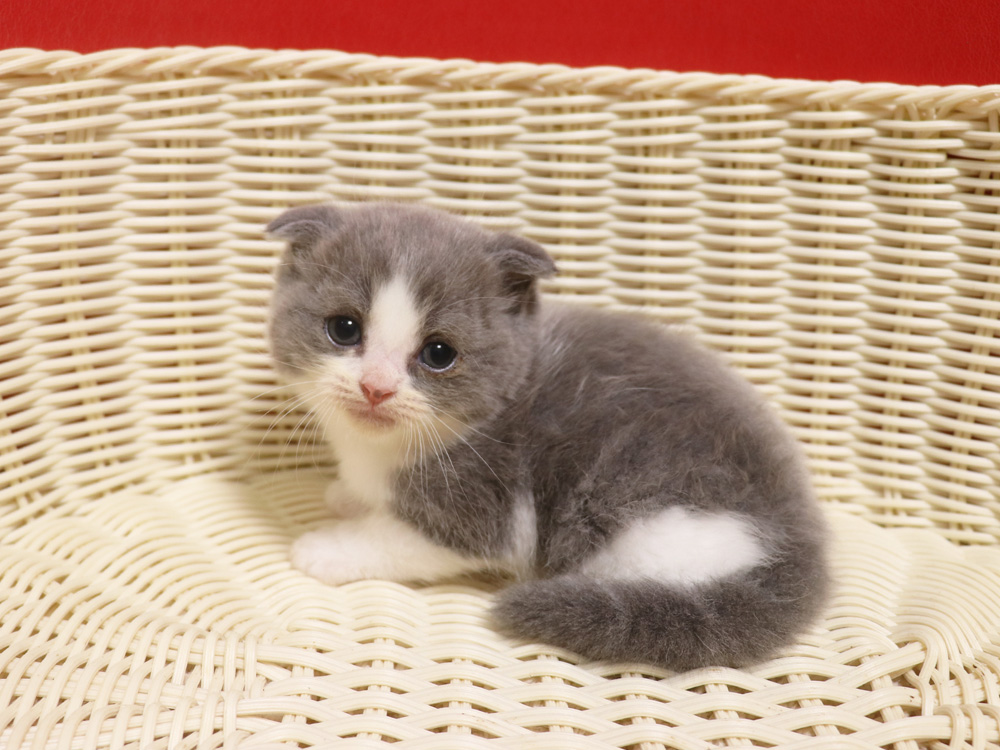 スコティッシュフォールドの子猫画像