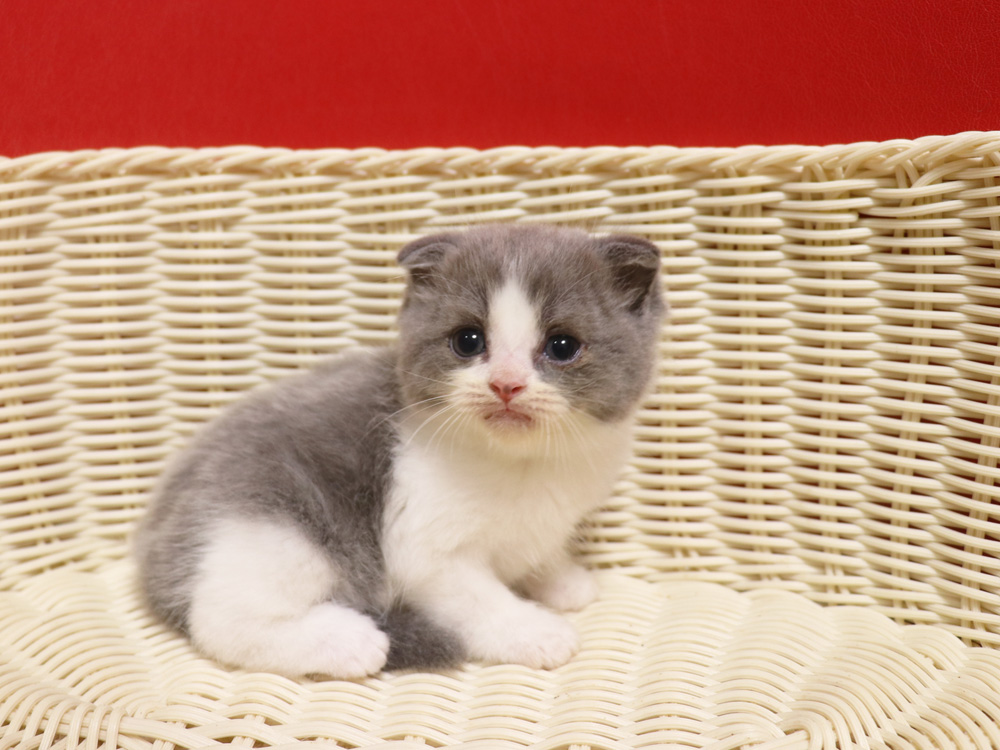 スコティッシュフォールドの子猫画像