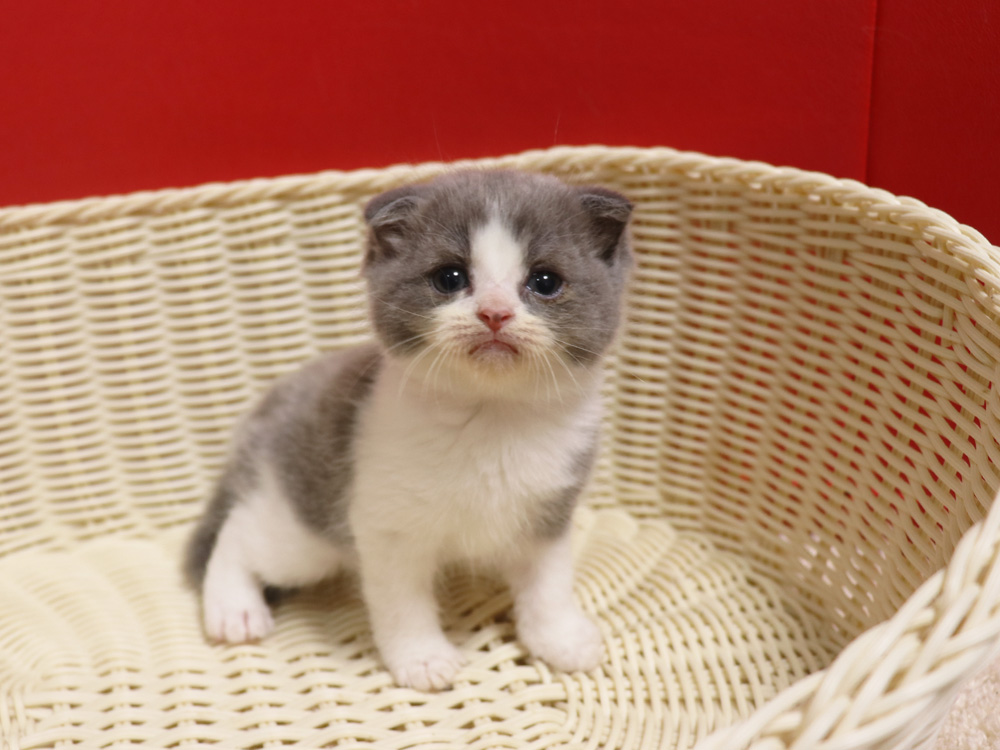 スコティッシュフォールドの子猫画像