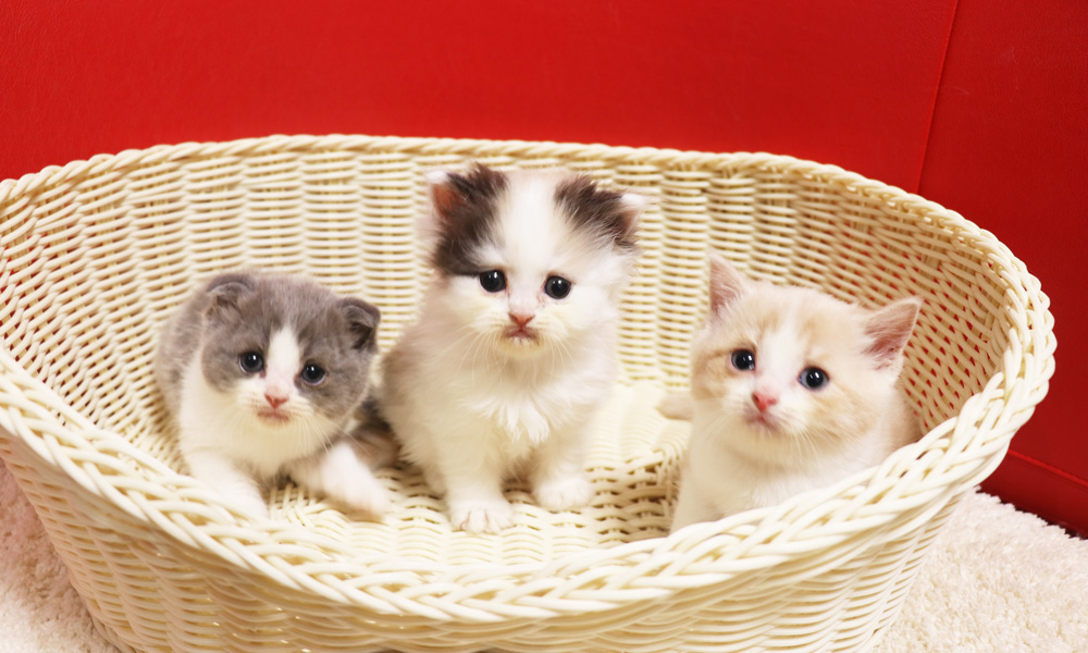スコティッシュフォールドの子猫画像