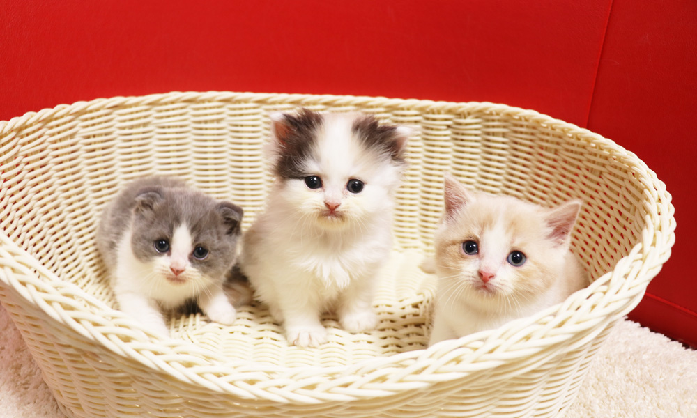 スコティッシュフォールドの子猫画像