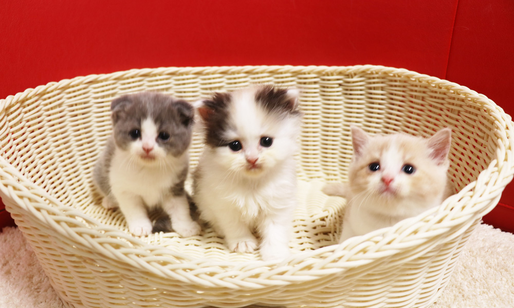 スコティッシュフォールドの子猫画像