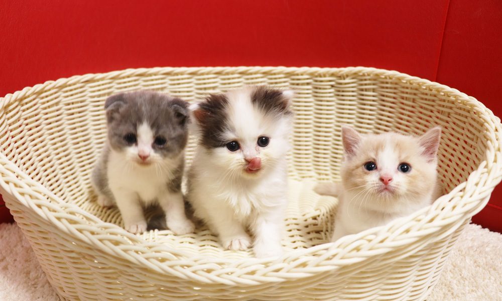 スコティッシュフォールドの子猫画像
