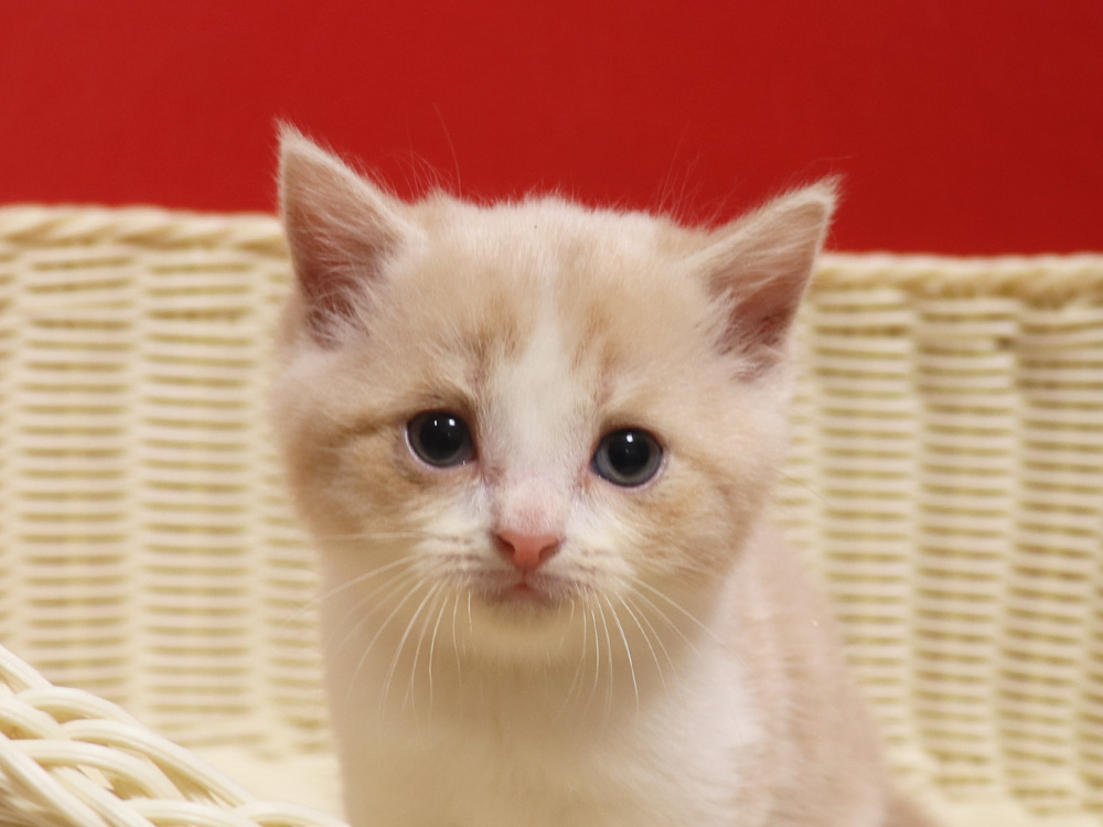 スコティッシュフォールドの子猫画像