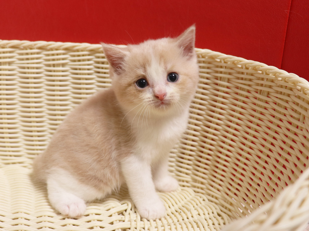 スコティッシュフォールドの子猫画像