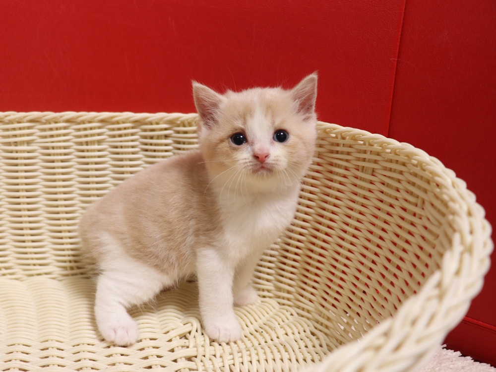 スコティッシュフォールドの子猫画像