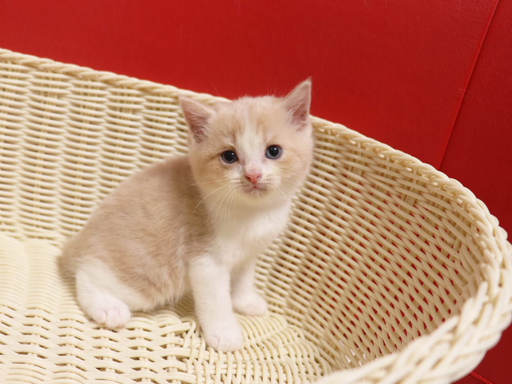 スコティッシュフォールドの子猫画像