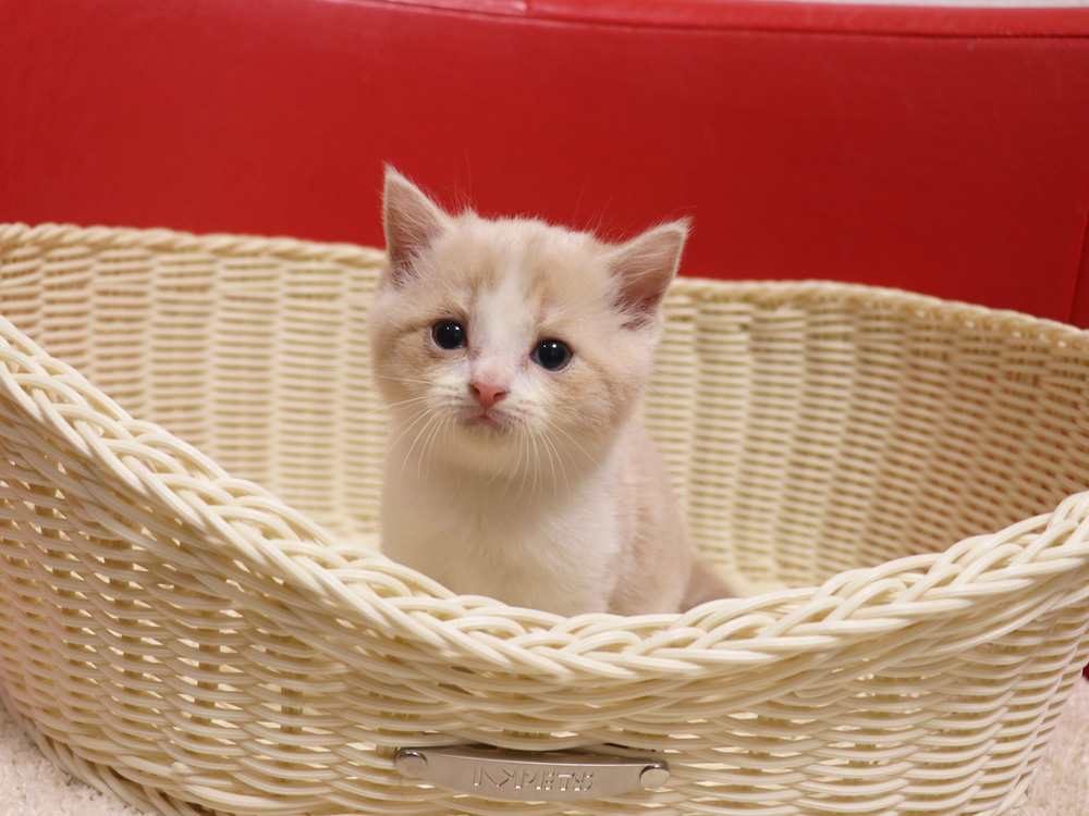 スコティッシュフォールドの子猫画像