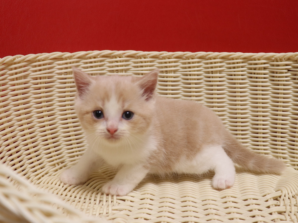 スコティッシュフォールドの子猫画像