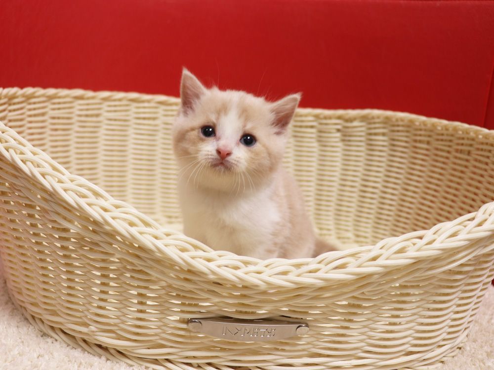 スコティッシュフォールドの子猫画像