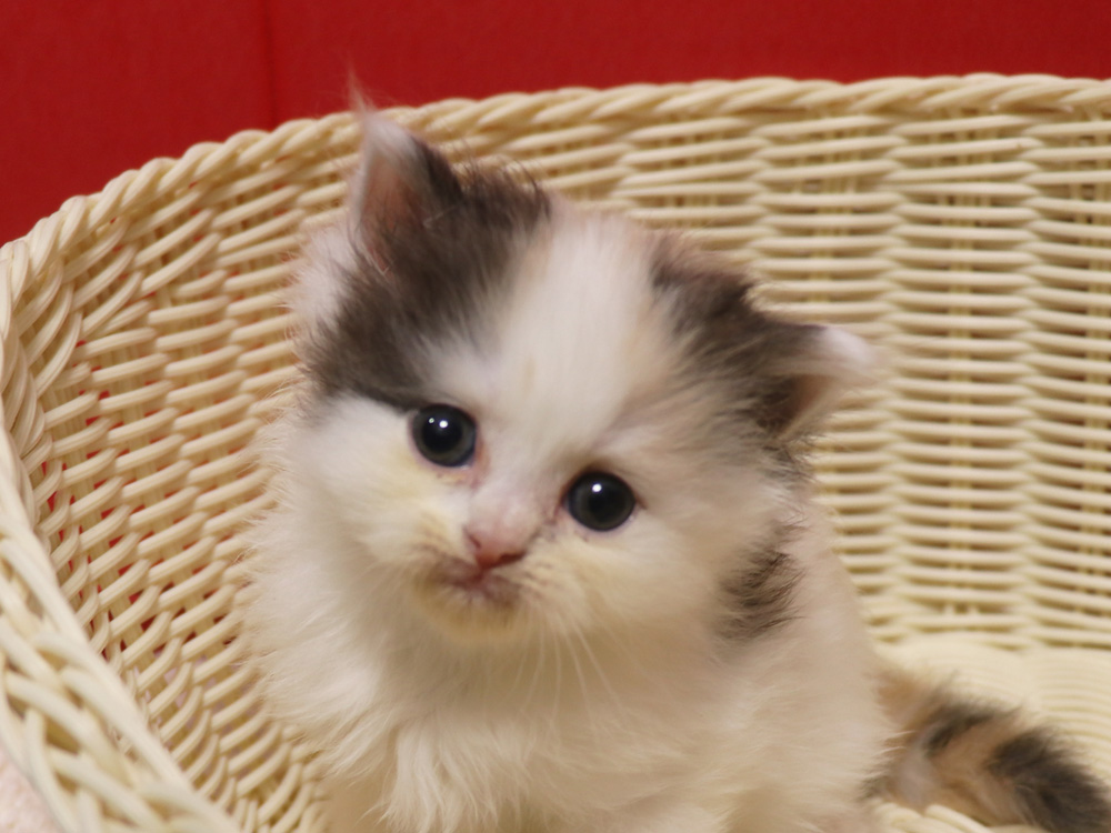 スコティッシュフォールドの子猫画像