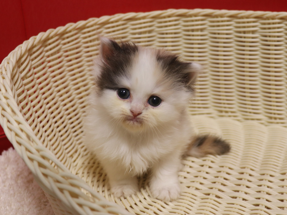 スコティッシュフォールドの子猫画像