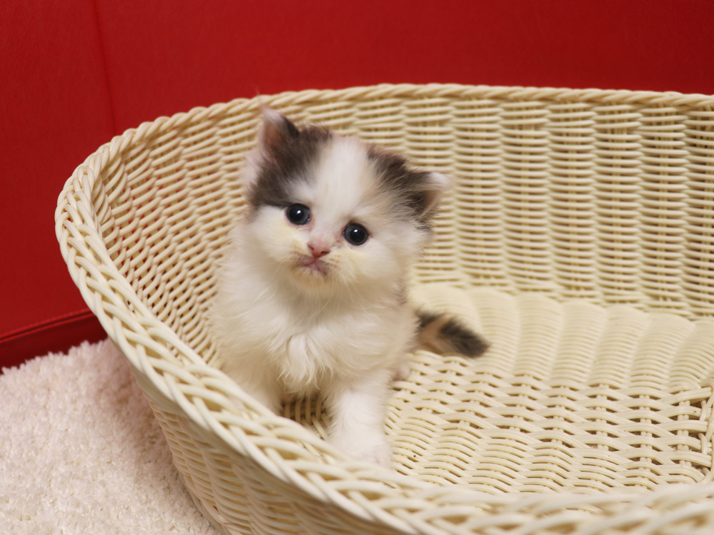 スコティッシュフォールドの子猫画像