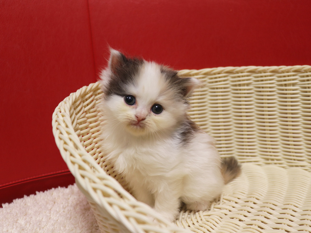 スコティッシュフォールドの子猫画像