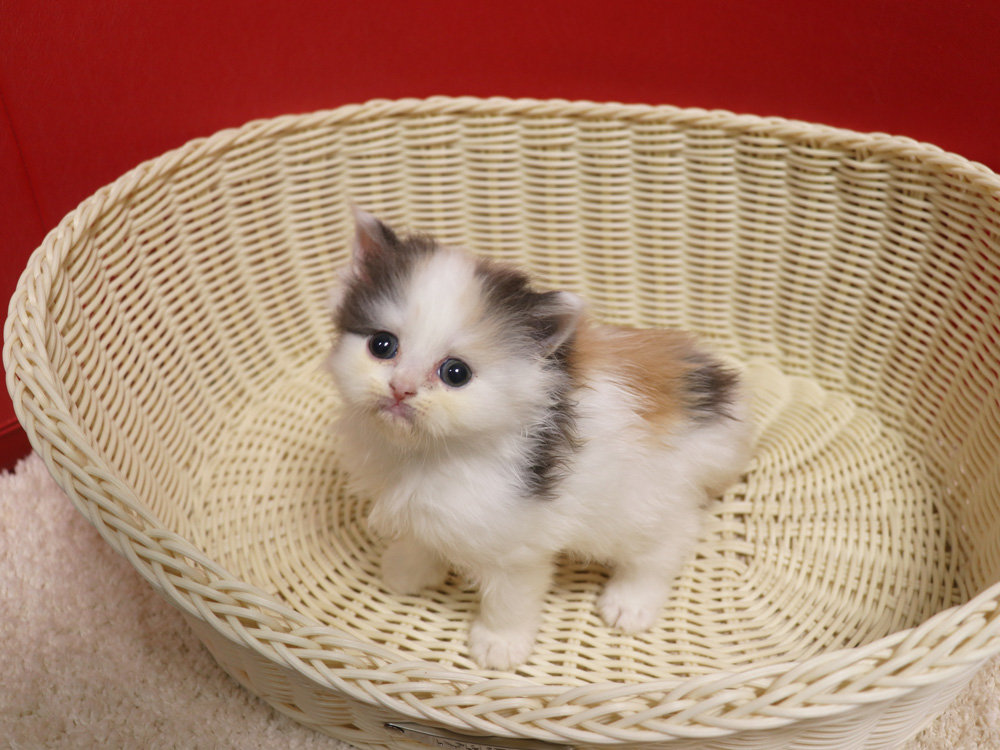スコティッシュフォールドの子猫画像