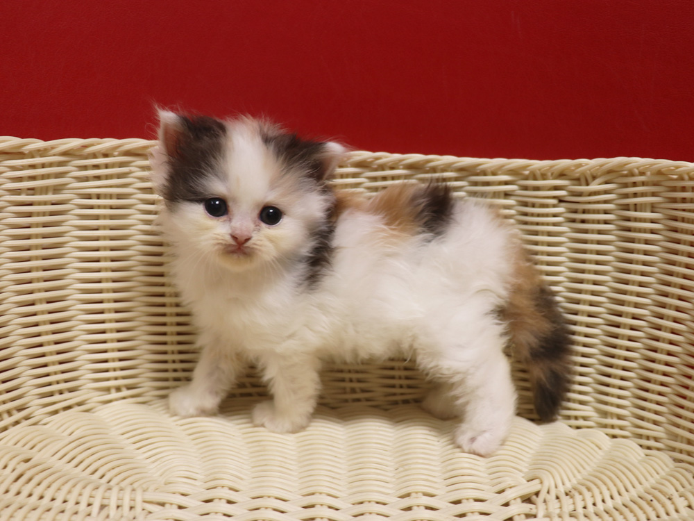 スコティッシュフォールドの子猫画像