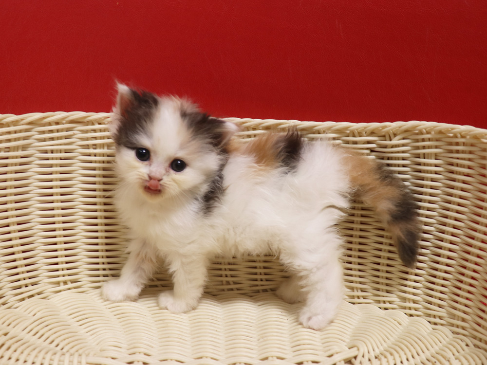 スコティッシュフォールドの子猫画像