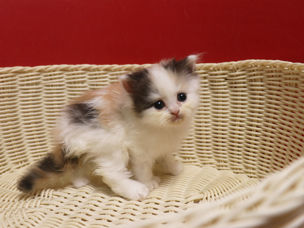 スコティッシュフォールドの子猫画像