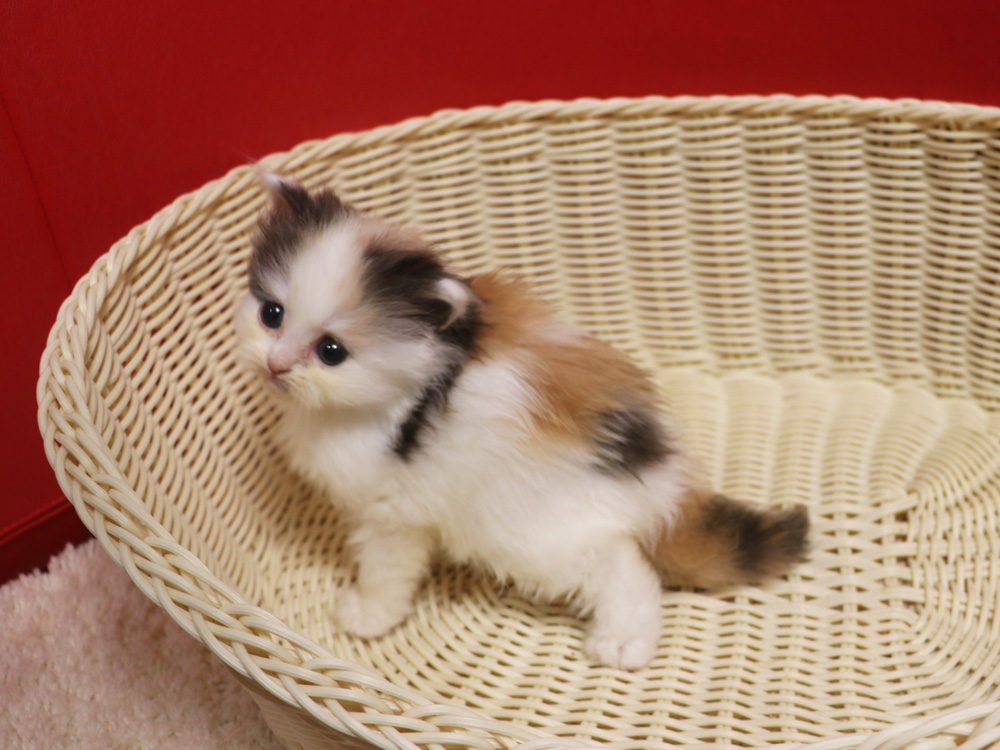 スコティッシュフォールドの子猫画像