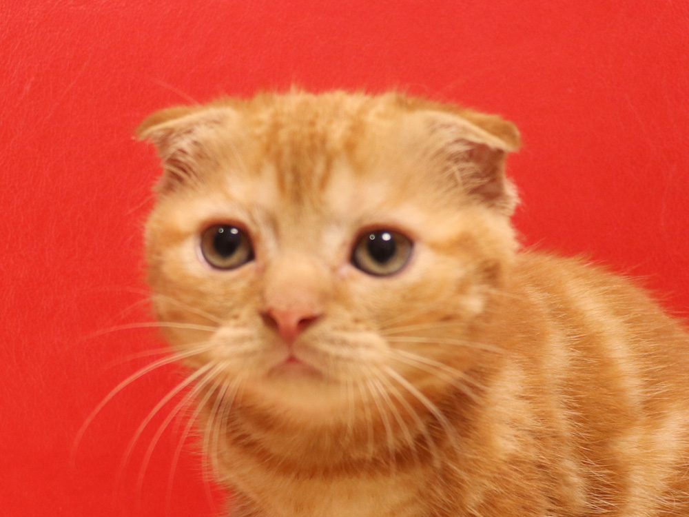 スコティッシュフォールドの子猫画像